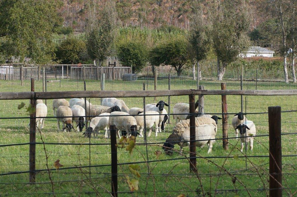 Long Acres Cottages Montagu Luaran gambar